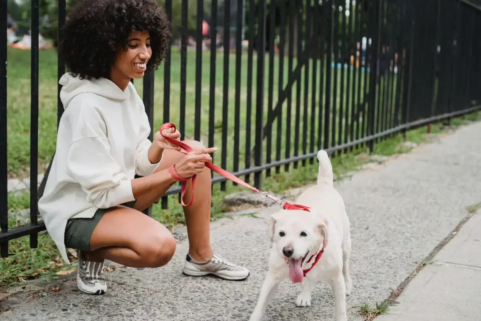 Older dog with an owner in a park