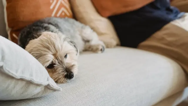 Senior dog resting at home