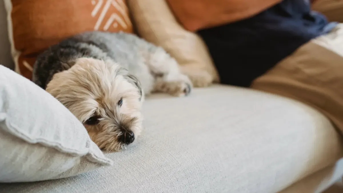 Senior dog resting at home