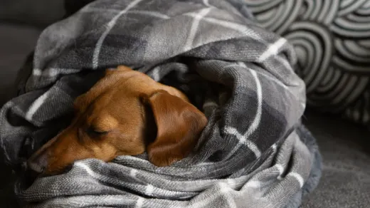 Senior dog resting at home