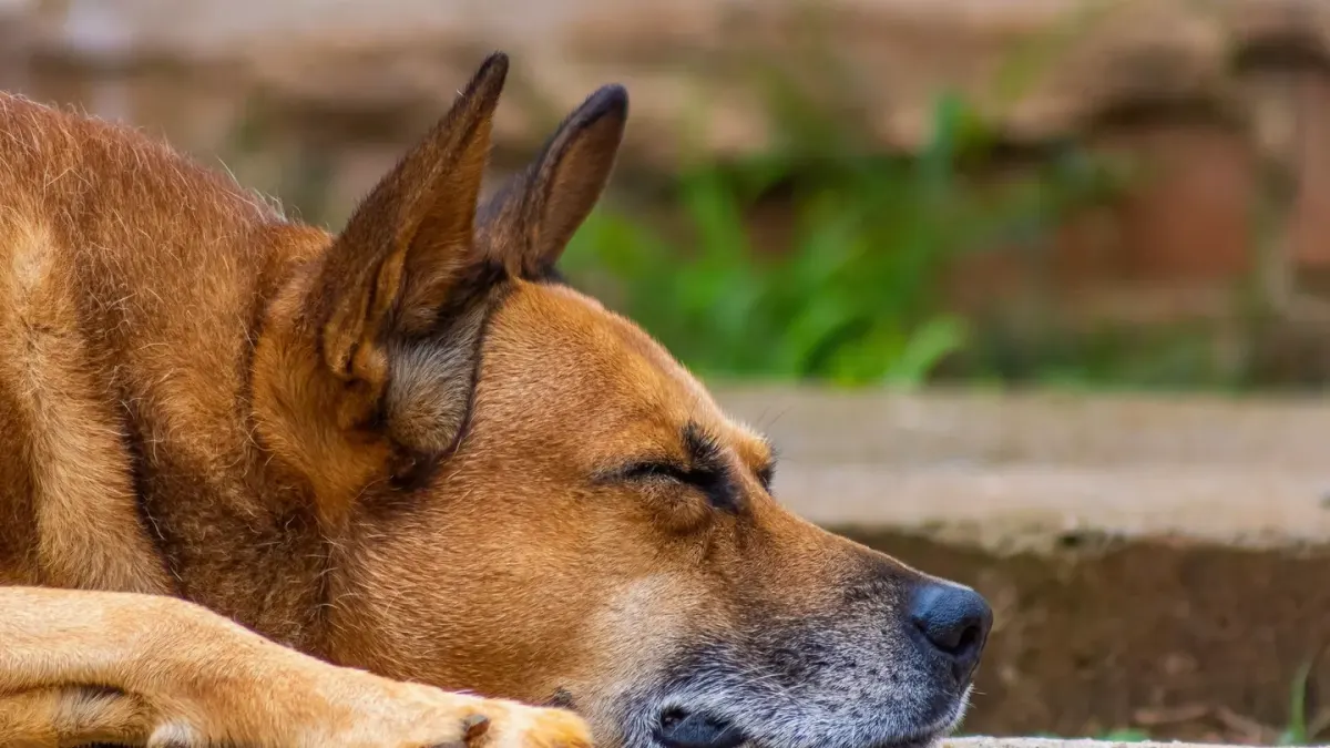 Senior dog resting at home