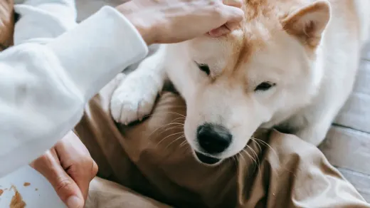 Senior dog resting at home