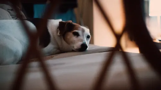 Senior dog resting at home