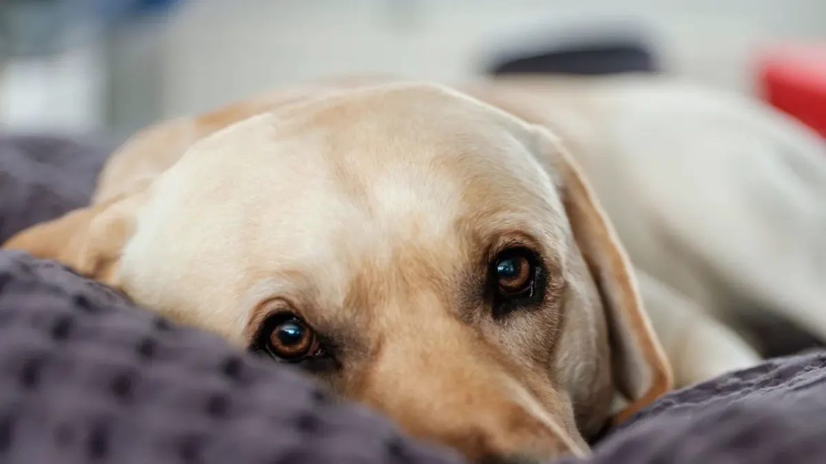 Senior dog resting at home