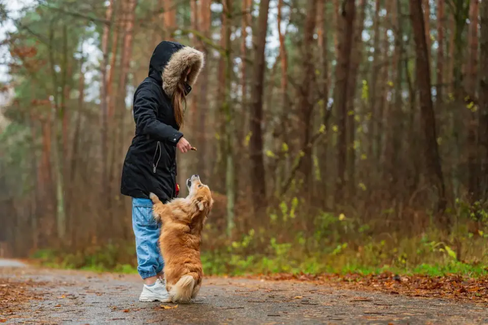 Senior dog walking with an owner