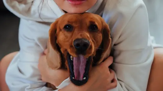 Senior dog walking with an owner