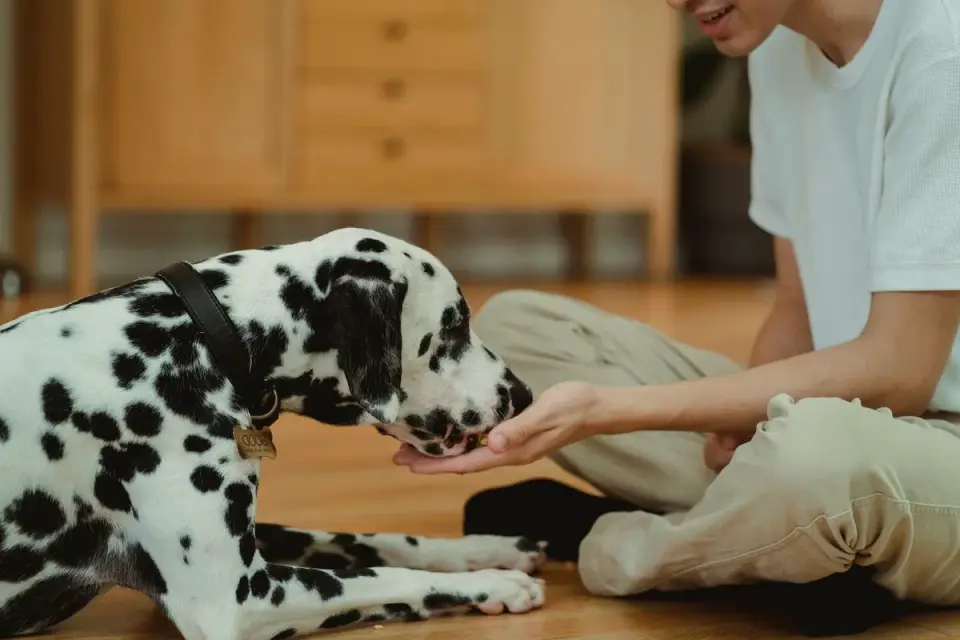 Senior dog walking with an owner