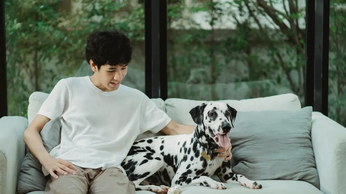 Senior dog walking with an owner