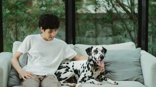 Senior dog walking with an owner