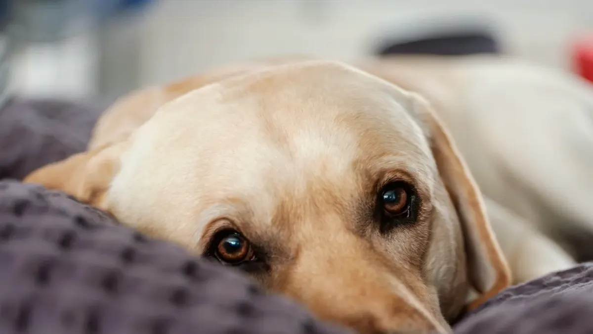 Senior golden retriever lying calmly on an orthopedic dog bed