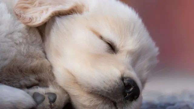 Senior golden retriever lying on an orthopedic bed in a living room